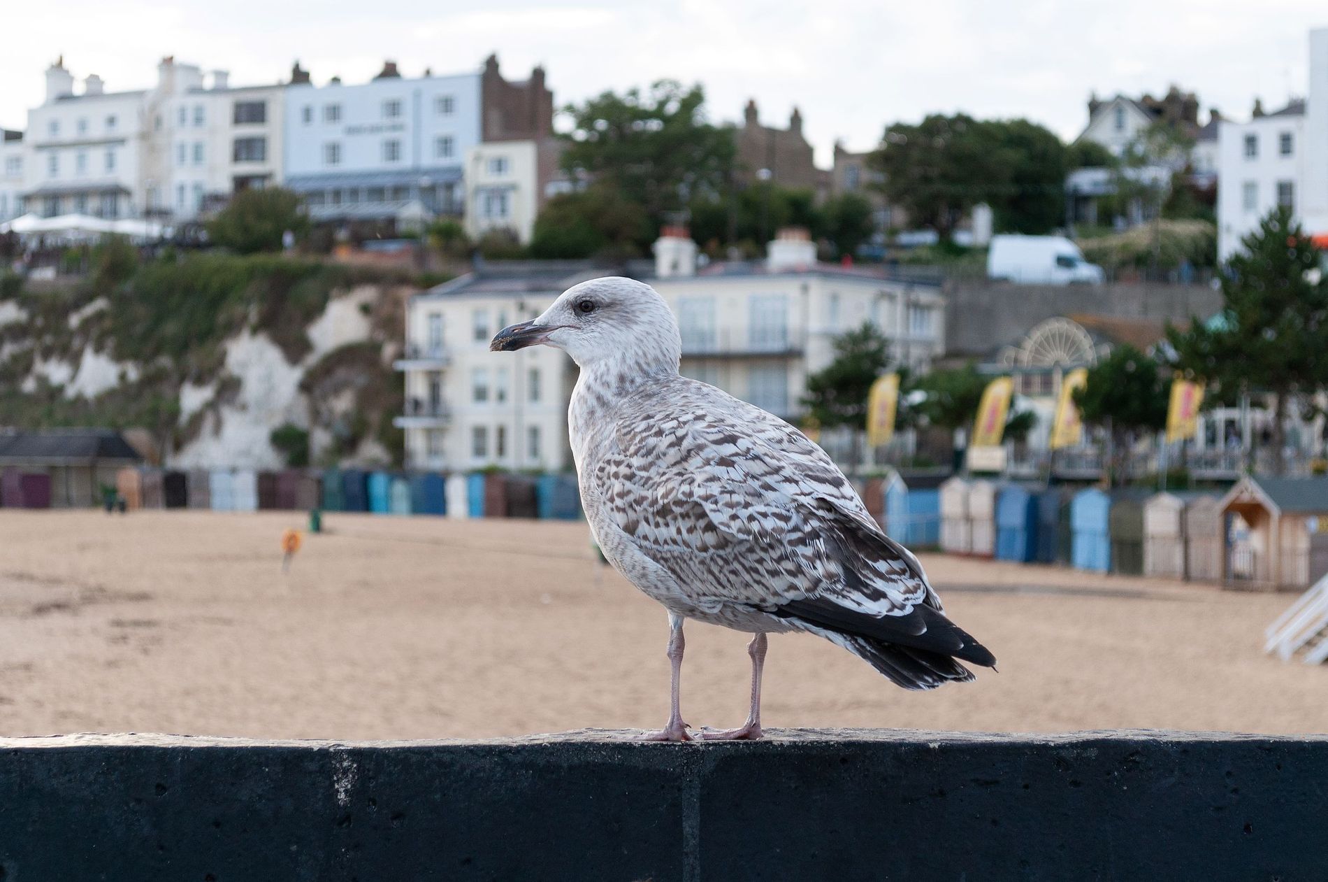 BROADSTAIRS SOGGIORNI STUDIO 6.jpeg